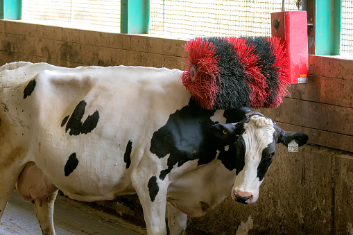 A black and white milk cow scratching her back on an electric back scratcher in a barn. The back scratcher is a black and red brush that spins when the cow walks under it.