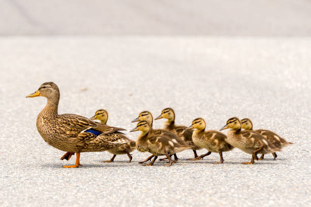 canard et canetons sur a route - famille danimaux photos et images de collection