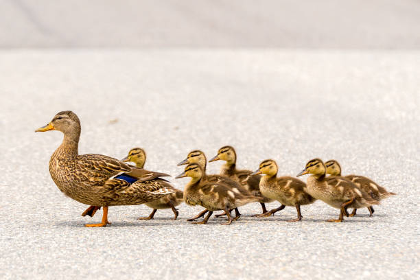 Duck And Ducklings On A Road A mother duck and her ducklings crossing a road in a line. There are seven ducklings following the mother. animal family photos stock pictures, royalty-free photos & images