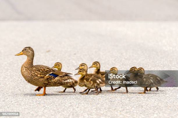 Duck And Ducklings On A Road Stock Photo - Download Image Now - Duck - Bird, Duckling, In A Row