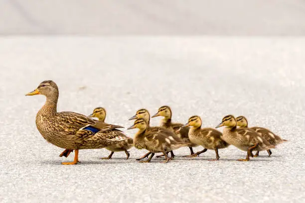 Photo of Duck And Ducklings On A Road