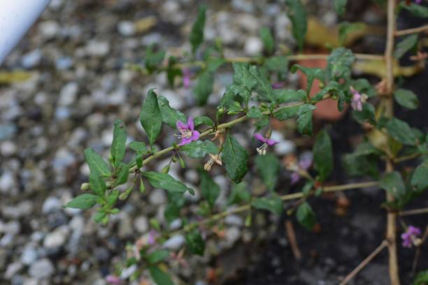 Chinese wolfberry flowers Chinese wolfberry flowers / Goji berry flowers wolfberry stock pictures, royalty-free photos & images