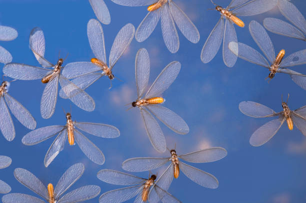 Australian Termites stock photo