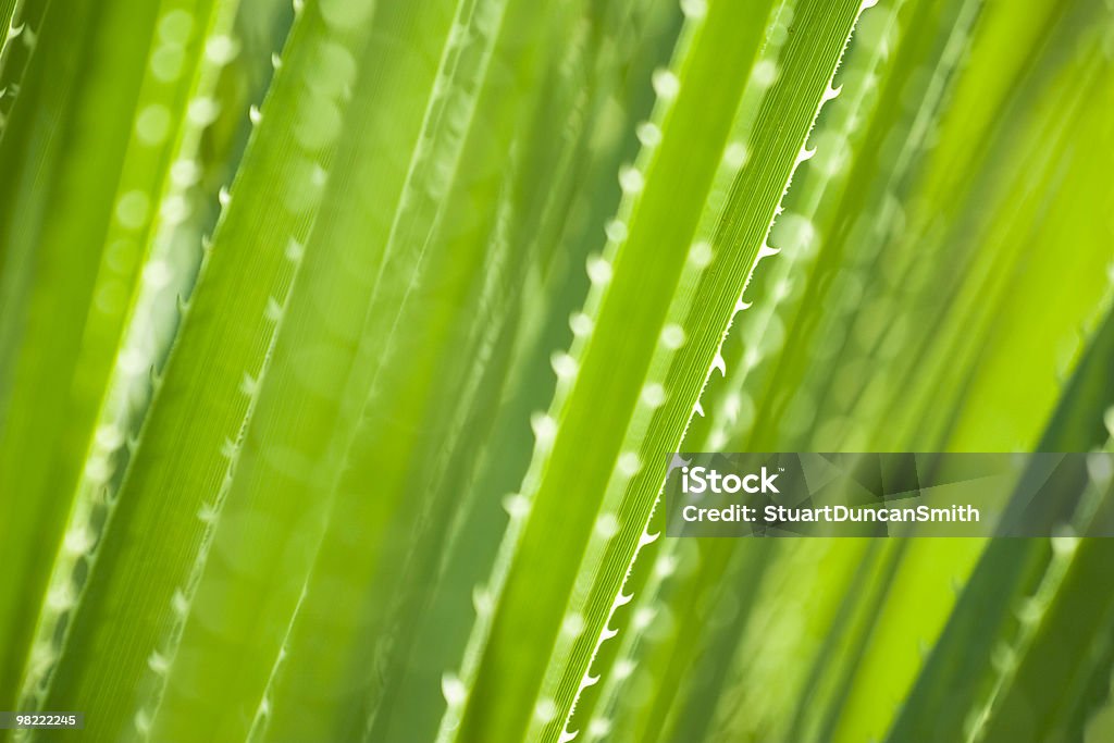 Зеленый Суккулент - Стоковые фото Абстрактный роялти-фри