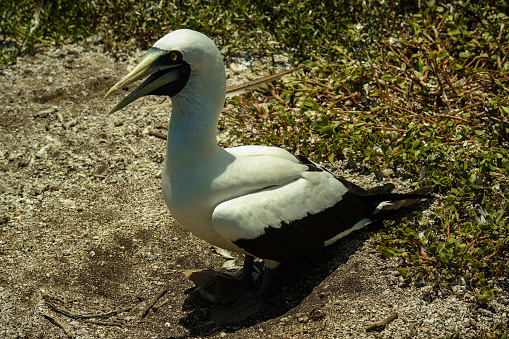 One of the many atobás of Abrolhos