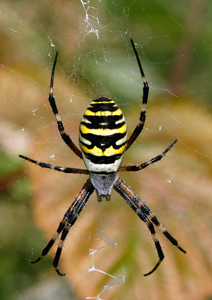 Araignée - Photo