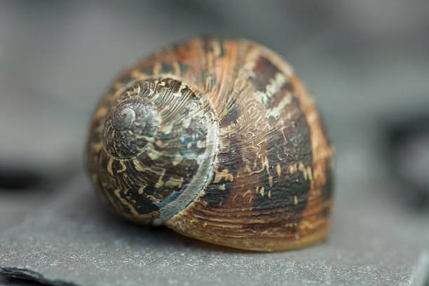 istock Shallow Depth of Field Snail 98222717