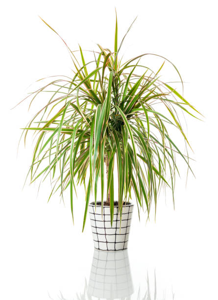 istock Beautiful Madagascar dragon tree in a hand-painted pot 982231780