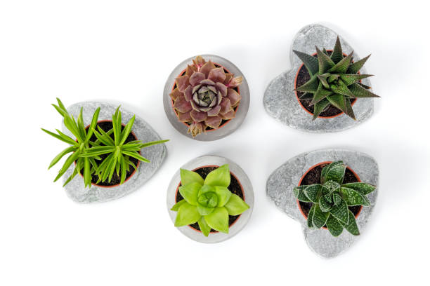 istock Variety of succulents in concrete planters 982232166