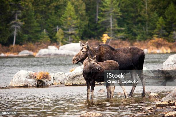 Mutter Elche Und Einjährigen Kalbsleder Stockfoto und mehr Bilder von Elch - Elch, Maine, Elchkuh