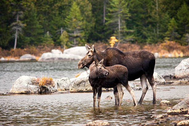 istock Mother moose and yearling calf 98223221