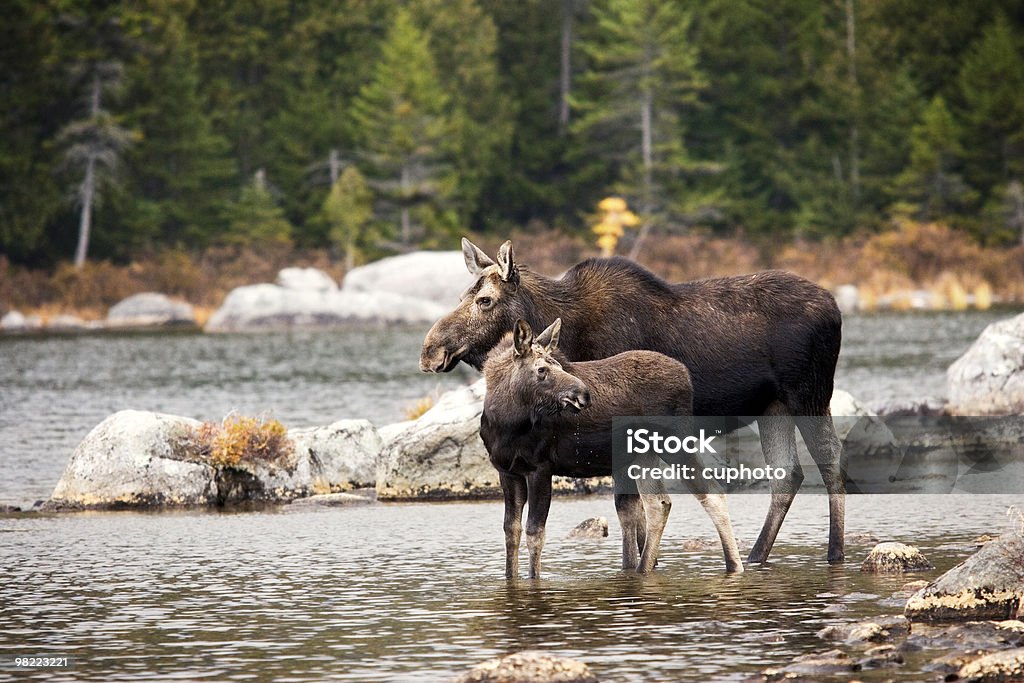 Мать moose и yearling икры - Стоковые фото Лось - Оленевые роялти-фри