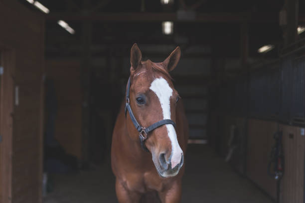 istock Portrait of a Horse 982235916