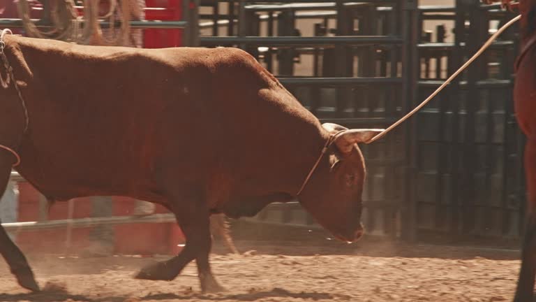 Bull in the Utah rodeo