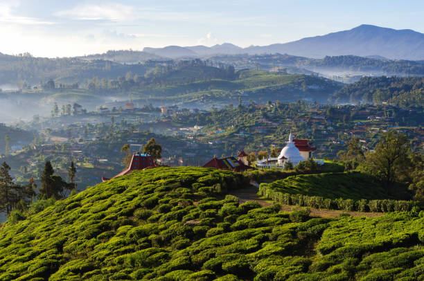 champs de thé du sri lanka - nuwara eliya photos et images de collection