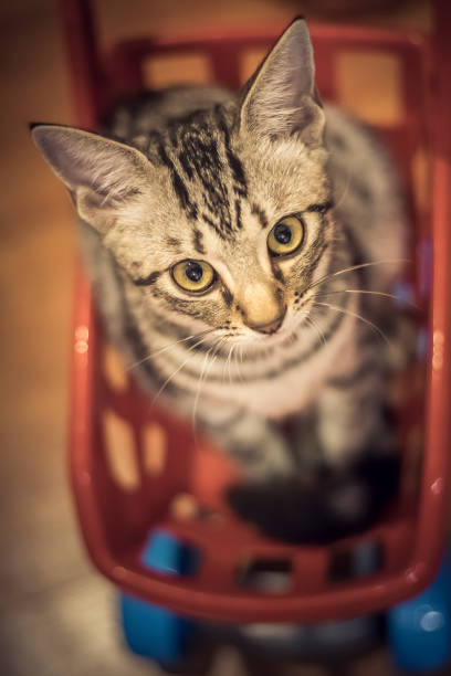 istock Close up of tabby  cat kitten. 982245042