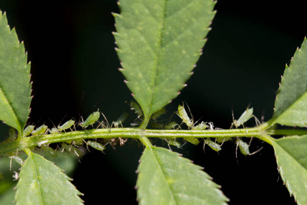 istock small black aphid on a green leaf in the open air close up 982250816
