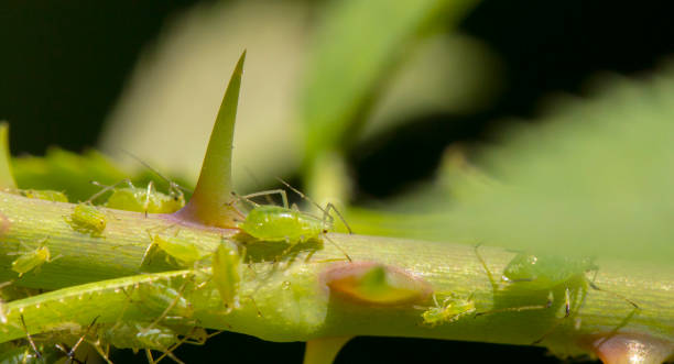 istock small black aphid on a green leaf in the open air close up 982250892