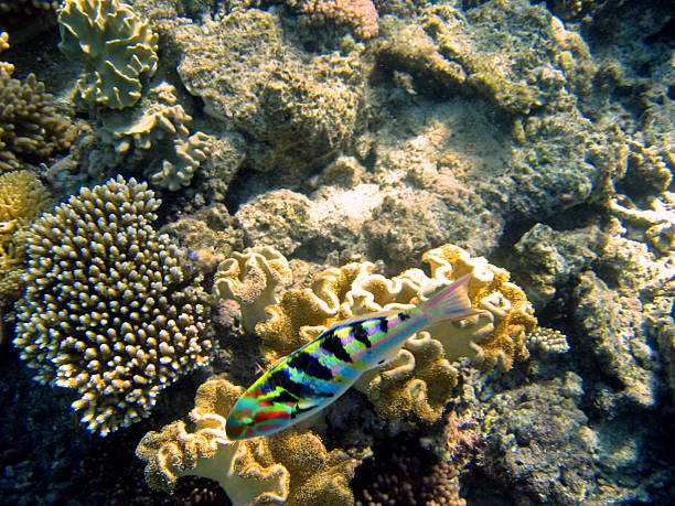 istock Underwater at Australia's Great Barrier Reef 98225346