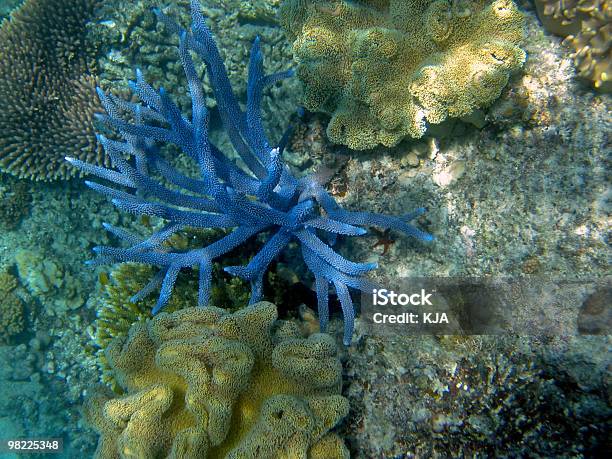 Underwater At Australias Great Barrier Reef Stock Photo - Download Image Now - Arrangement, Australia, Color Image