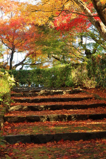 istock Autumn leaves in Kyoto 982256368