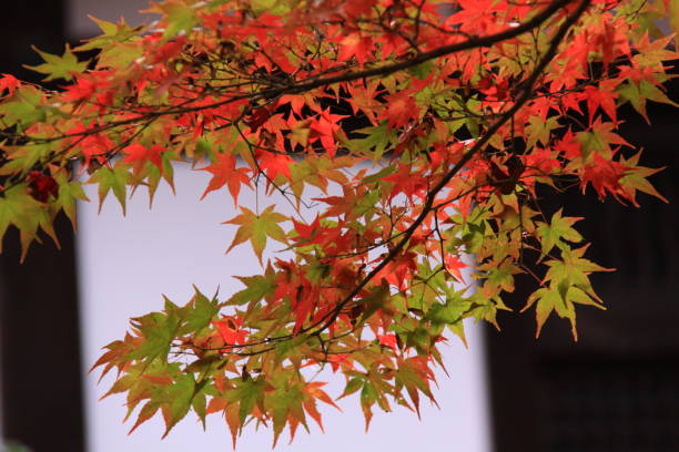 istock Autumn leaves in Kyoto 982256714