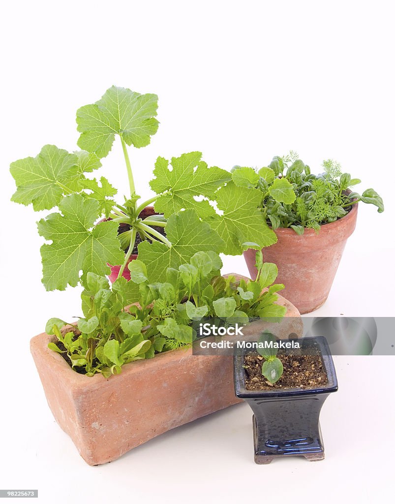 Indoor gardening  Clay Stock Photo