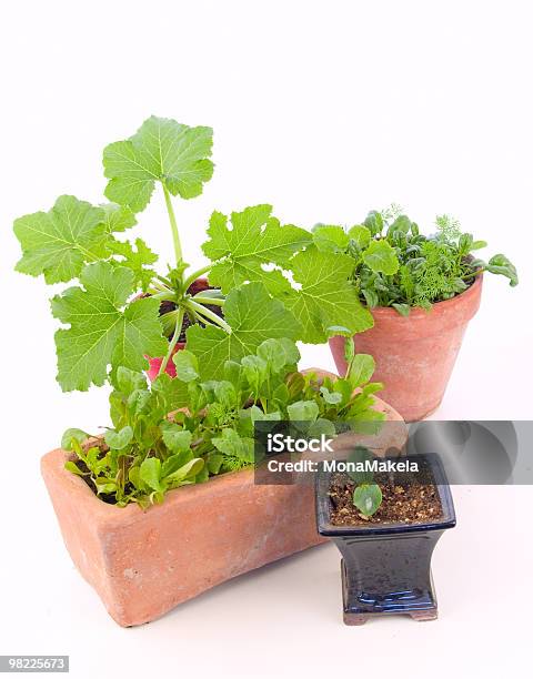 Indoor Gardening Stock Photo - Download Image Now - Clay, Color Image, Cultivated