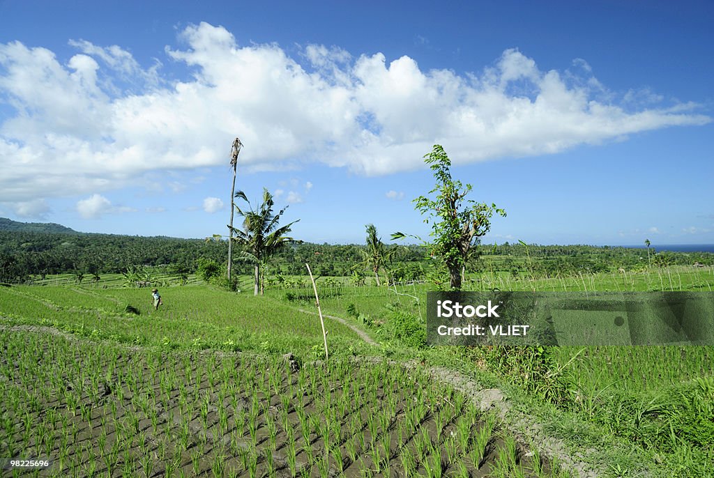 Ricefield paisagem - Foto de stock de Agricultura royalty-free