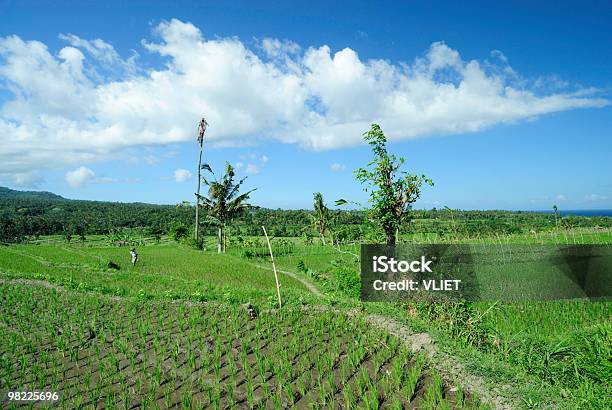 Foto de Ricefield Paisagem e mais fotos de stock de Agricultura - Agricultura, Ajardinado, Arroz - Cereal