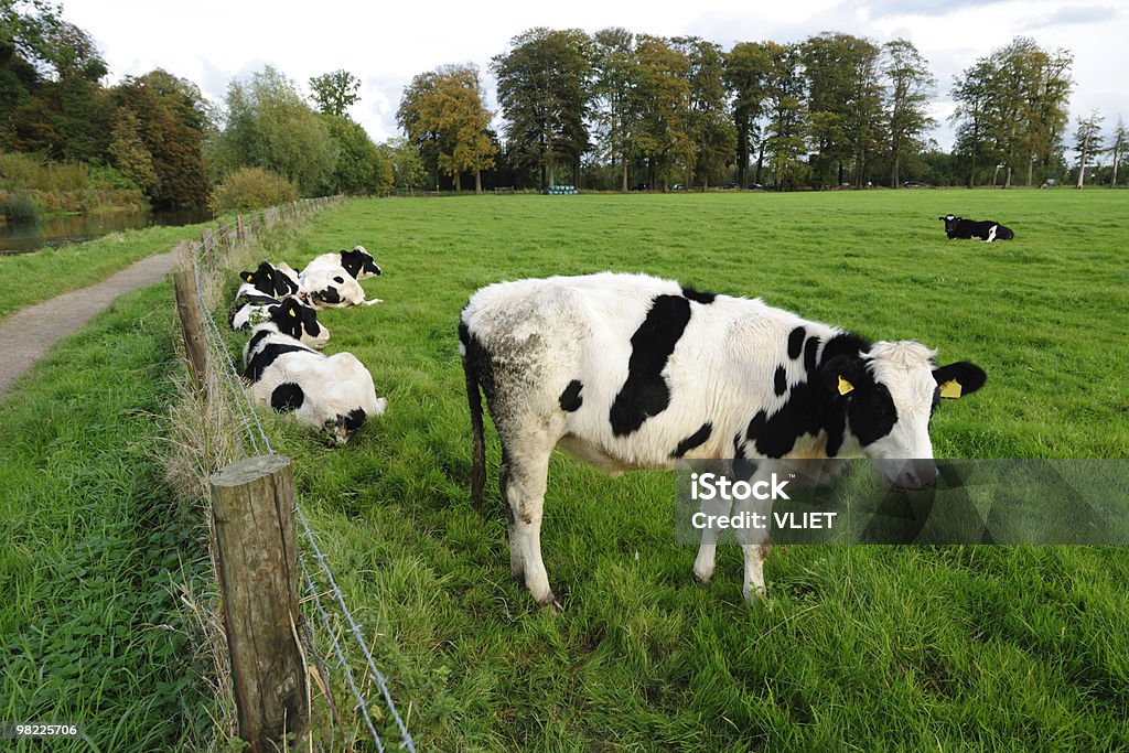 Groupe de holstein vaches dans une prairie - Photo de Agriculture libre de droits