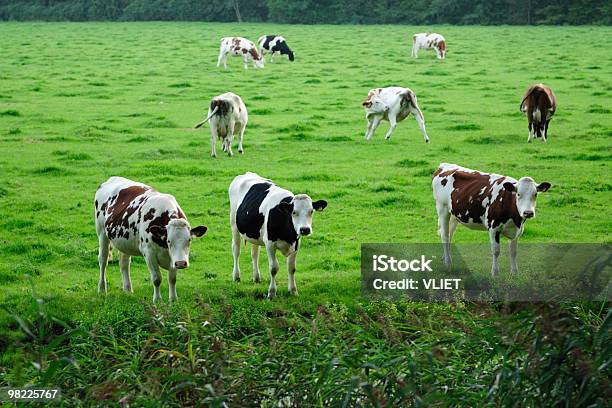 Photo libre de droit de Groupe De Vaches Dans Une Prairie banque d'images et plus d'images libres de droit de Agriculture - Agriculture, Blanc, Boisson