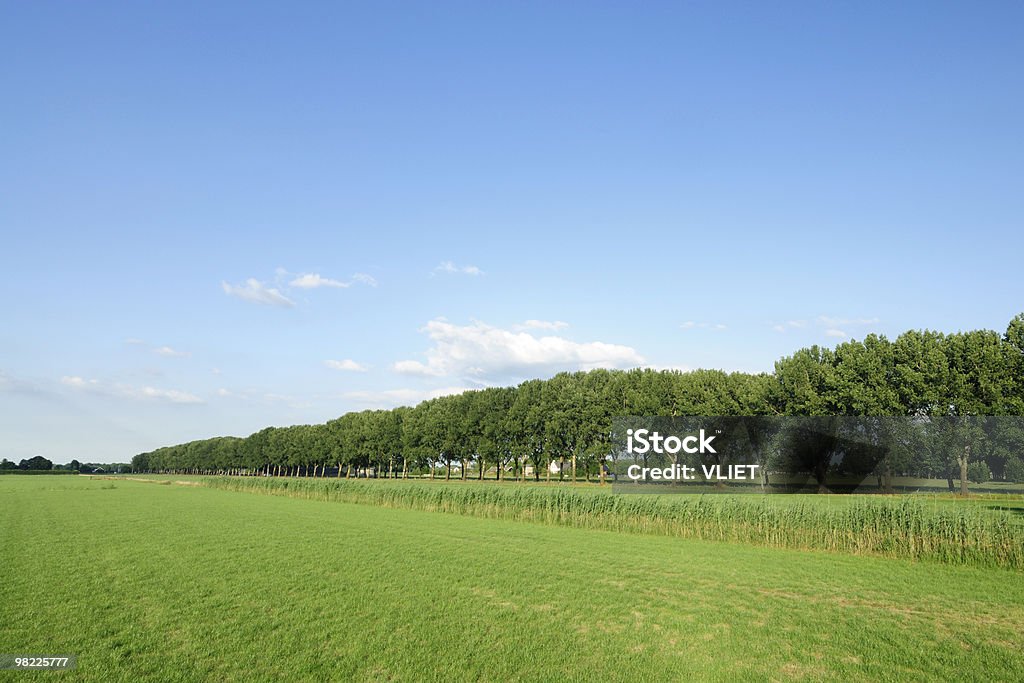 Campo com árvores - Royalty-free Agricultura Foto de stock