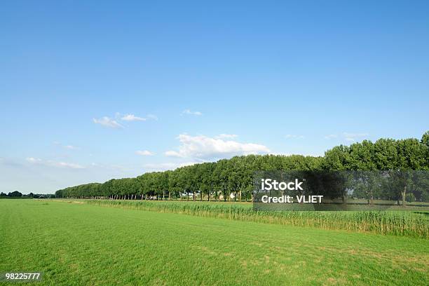 Campo Com Árvores - Fotografias de stock e mais imagens de Agricultura - Agricultura, Ajardinado, Ao Ar Livre