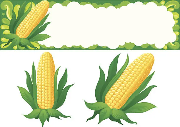 Vector illustration of corn