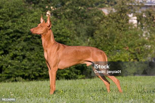 Porträt Des Ständigen Pharaoh Hound Dog Stockfoto und mehr Bilder von Pharao - Pharao, Hund, Einzelnes Tier