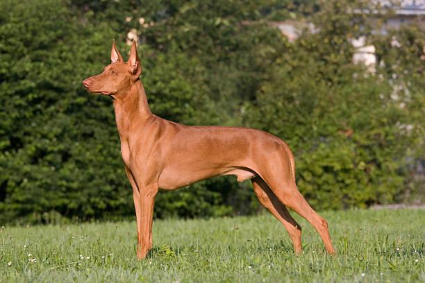 ポートレートの立つファラオハウンド犬 - pharaoh ストックフォトと画像