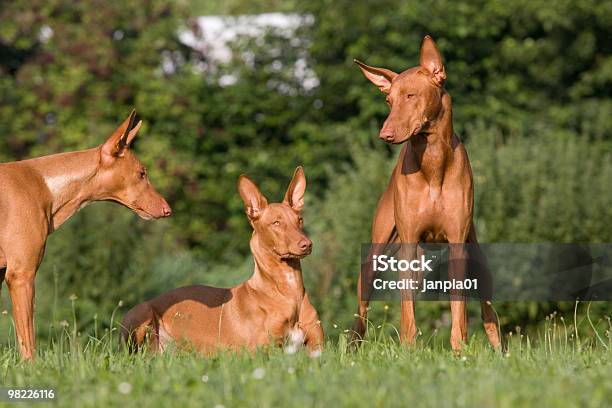 Tres Perrosperro Del Faraón Foto de stock y más banco de imágenes de Asia Occidental - Asia Occidental, Adulación, Aire libre