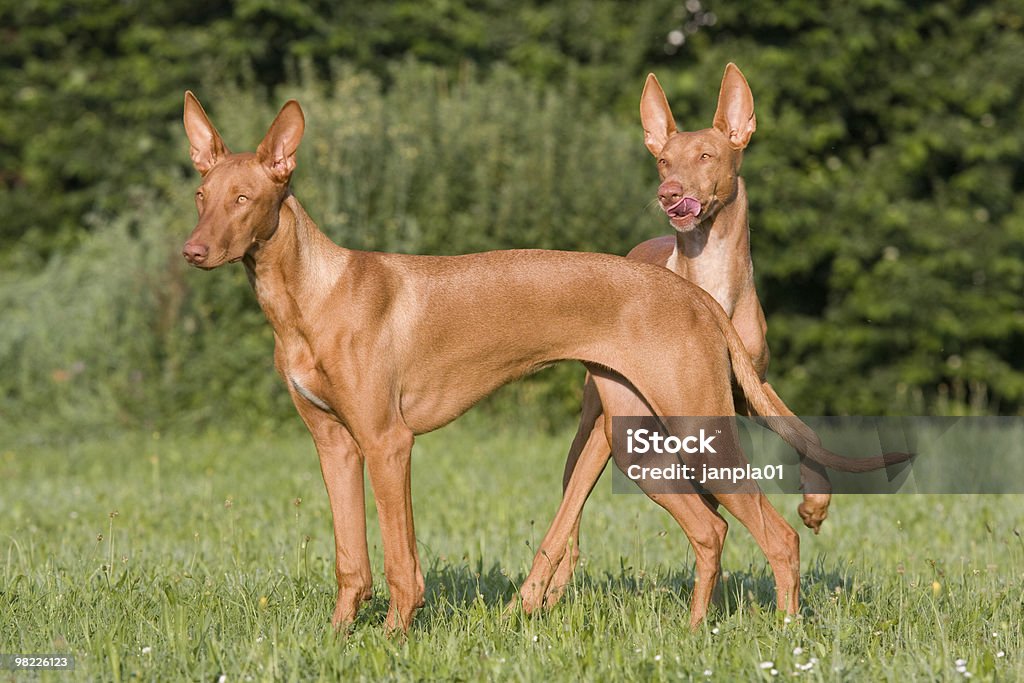 2 つの独立した犬ファラオハウンド - 2匹のロイヤリティフリーストックフォト