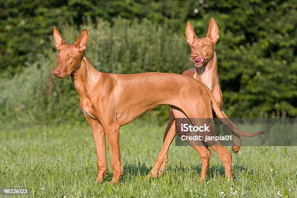 Dois Cãesfaraó Cão De Caça Pé - Fotografias de stock e mais imagens de Adulação - Adulação, Amizade, Animal
