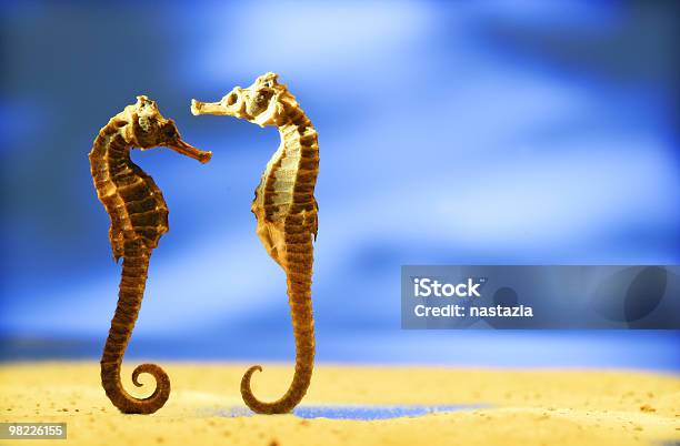 Seahorse Couple Stock Photo - Download Image Now - Couple - Relationship, Seahorse, Animal