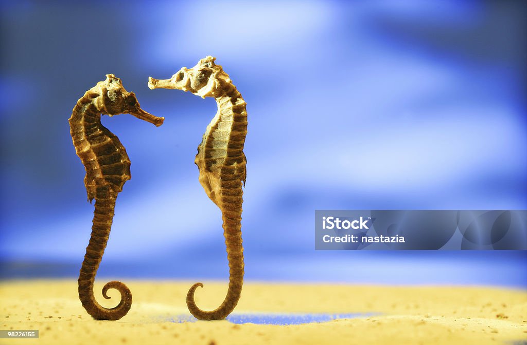 seahorse Para - Zbiór zdjęć royalty-free (Konik morski)