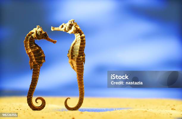 Seahorse Para - zdjęcia stockowe i więcej obrazów Konik morski - Konik morski, Para - Stosunki międzyludzkie, Fotografika