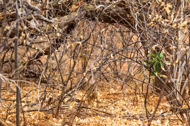 Small damara dik-dik in the bush. Meru, Kenya