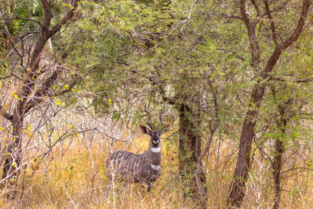 Portrait of lesser kudu in the thickets of Meru. Kenya, Africa Portrait of lesser kudu in the thickets of Meru. Kenya, Africa kudu stock pictures, royalty-free photos & images