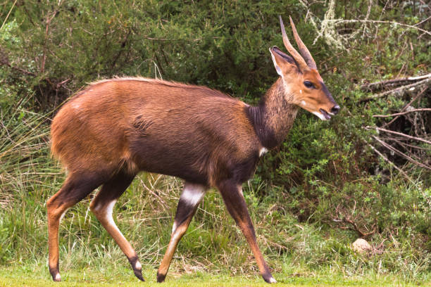 istock Antelope in full growth. Bushbuck from Aberdare, Kenya 982269174