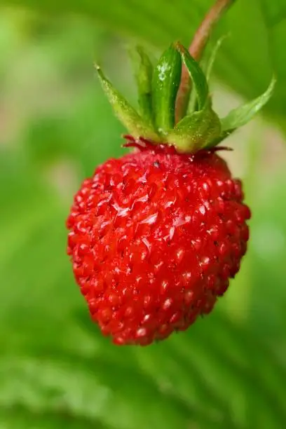 Strawberry. Ripe red strawberry berry close-up in the garden on a blurred green background.Strawberry fruit on the twig. Strawberry season.harvest strawberry