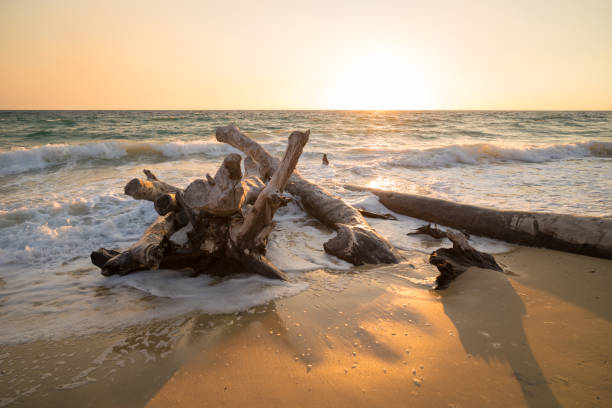 istock Tree logs on a beach on Moreton Island, Australia 982280036
