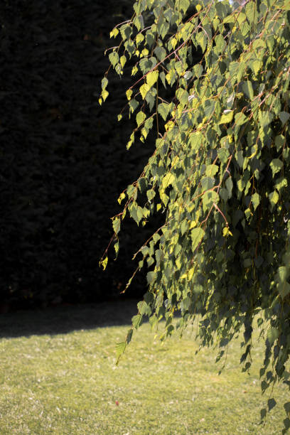 istock Part of a tree and leaves as background texture 982284572