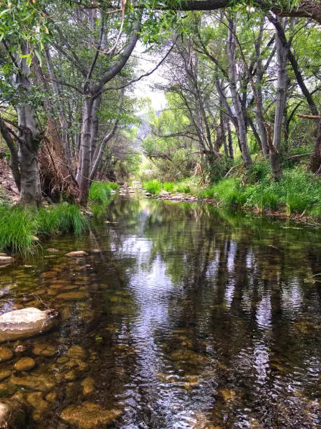 Middle Sespe Creek - Los Padres National Forest, CA - Canopy